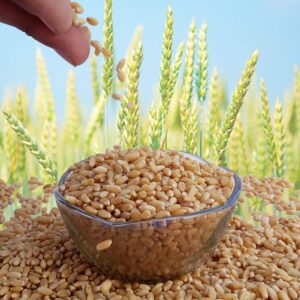 2kg Organic Whole Wheat Gehu, Wheat Whole Premium