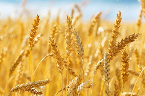 2kg Organic Whole Wheat Gehu, Wheat Whole Premium - Image 2